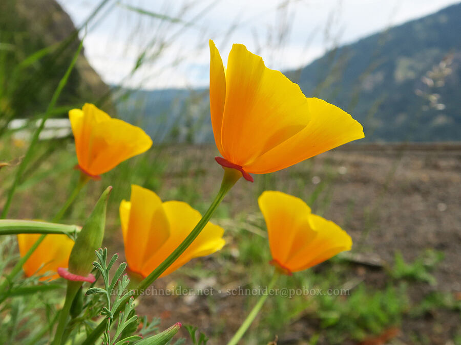 California poppies (Eschscholzia californica) [Highway 14, Gifford Pinchot National Forest, Skamania County, Washington]