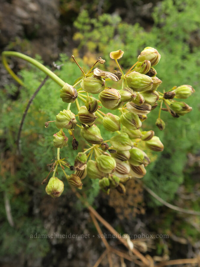 pungent desert parsley fruits (Lomatium papilioniferum (Lomatium grayi)) [Dog Creek Falls Trailhead, Gifford Pinchot National Forest, Skamania County, Washington]