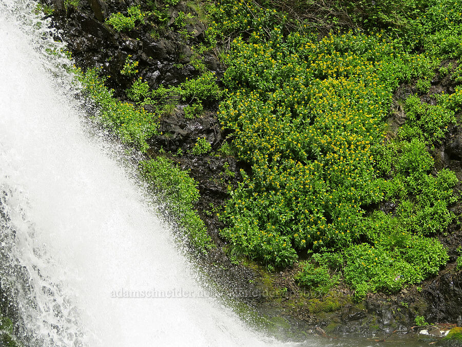 waterfall & streambank arnica (Arnica lanceolata ssp. prima (Arnica amplexicaulis)) [Dog Creek Falls, Gifford Pinchot National Forest, Skamania County, Washington]