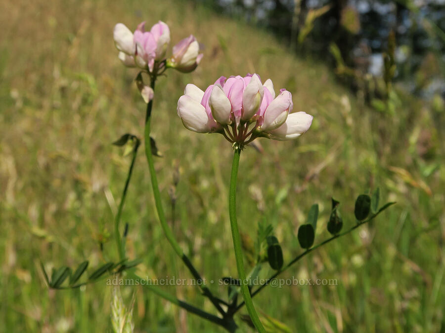 crown-vetch (Securigera varia (Coronilla varia)) [Jackson Road, Skamania County, Washington]
