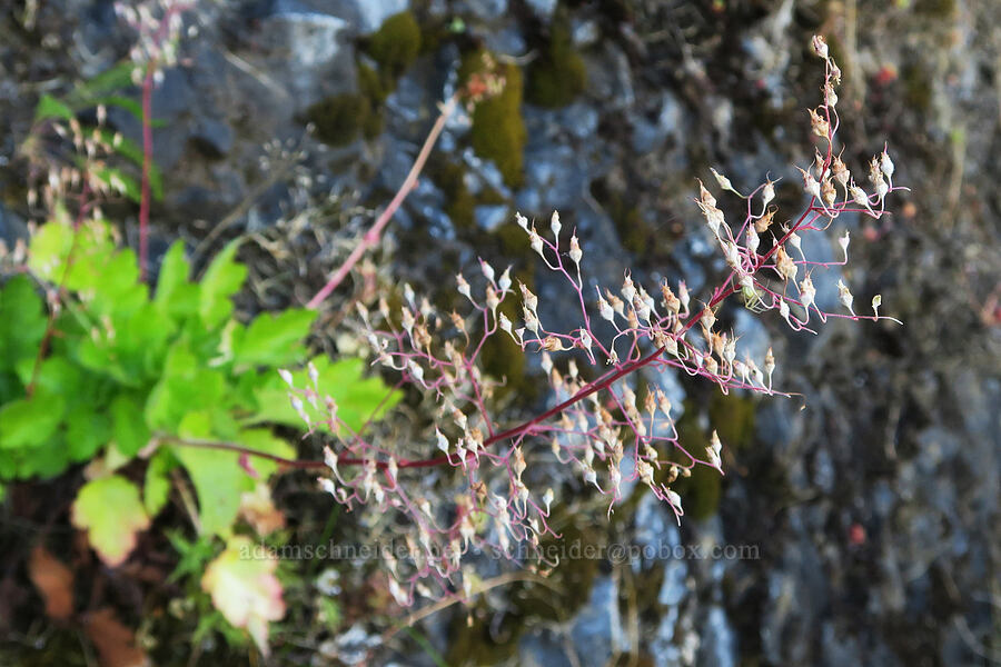 small-flowered alumroot (Heuchera micrantha var. diversifolia) [Angora Peak Trail, Clatsop County, Oregon]