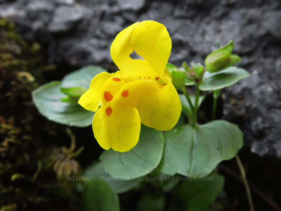 yellow monkeyflower (Erythranthe guttata (Mimulus guttatus)) [Angora Peak Trail, Clatsop County, Oregon]