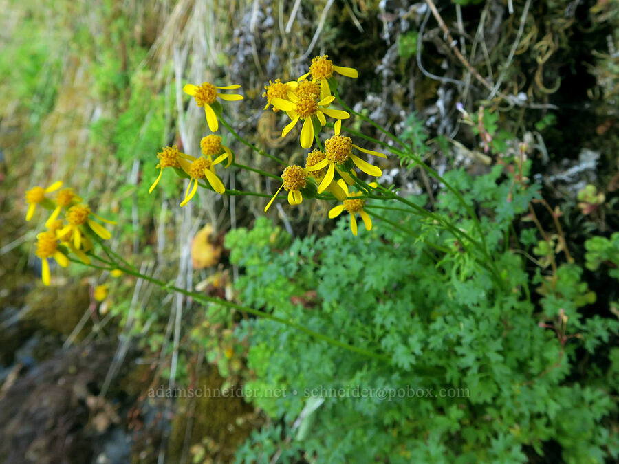 Flett's ragwort (Packera flettii (Senecio flettii)) [Angora Peak Trail, Clatsop County, Oregon]