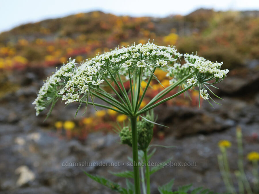 Pacific hemlock-parsley (Conioselinum pacificum (Conioselinum gmelinii)) [Angora Peak Trail, Clatsop County, Oregon]