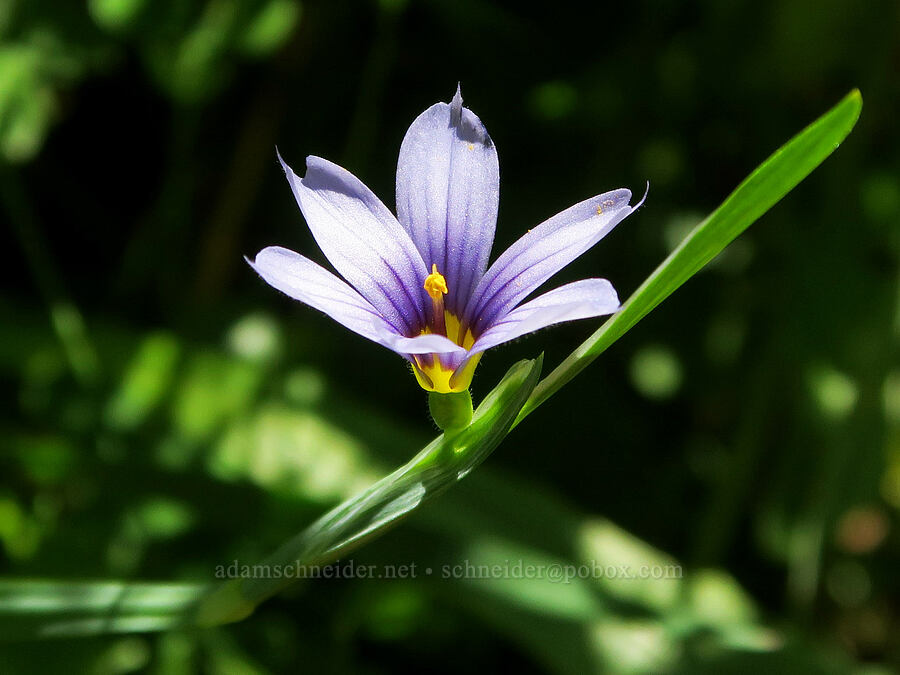 blue-eyed-grass (Sisyrinchium idahoense) [Angora Peak Trail, Clatsop County, Oregon]