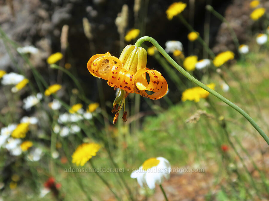 Columbia tiger lily (Lilium columbianum) [Angora Peak Trail, Clatsop County, Oregon]