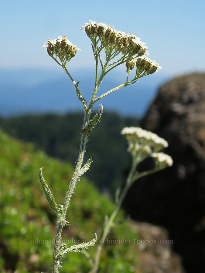 yarrow (Achillea millefolium) [Angora Peak, Clatsop County, Oregon]