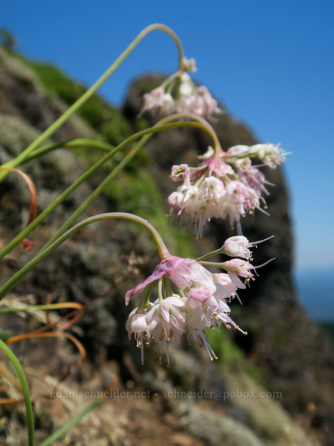 nodding onions (Allium cernuum) [Angora Peak, Clatsop County, Oregon]