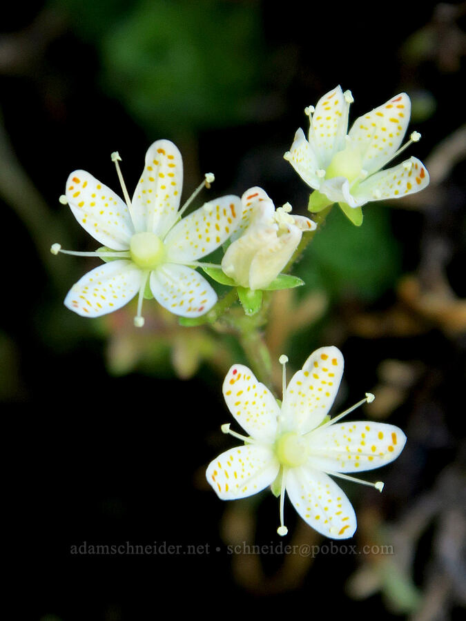 spotted saxifrage (Saxifraga bronchialis ssp. vespertina (Saxifraga vespertina)) [Angora Peak, Clatsop County, Oregon]