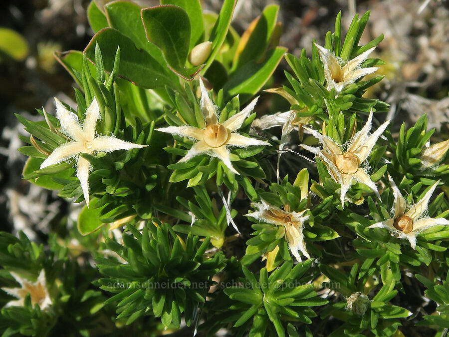 spreading phlox, gone to seed (Phlox diffusa) [Angora Peak, Clatsop County, Oregon]