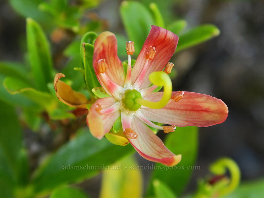copper-bush (Elliottia pyroliflora (Cladothamnus pyroliflorus)) [Angora Peak, Clatsop County, Oregon]