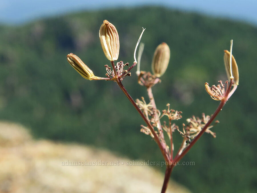 Coast Range desert parsley seeds (Lomatium martindalei) [Angora Peak, Clatsop County, Oregon]