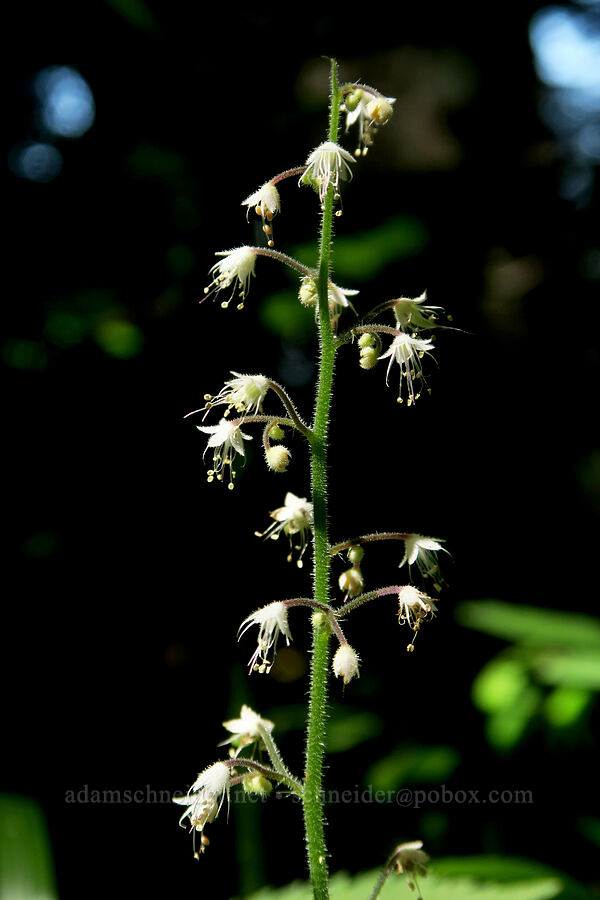 foamflower (Tiarella trifoliata) [Angora Peak Trail, Clatsop County, Oregon]