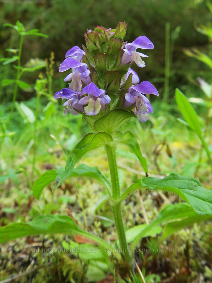self-heal (Prunella vulgaris) [Angora Peak Trail, Clatsop County, Oregon]