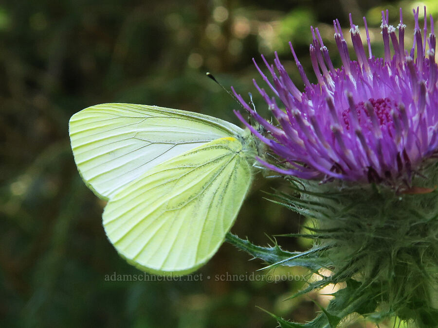 margined white butterfly on thistle (Pieris marginalis, Cirsium edule) [Angora Peak Trail, Clatsop County, Oregon]