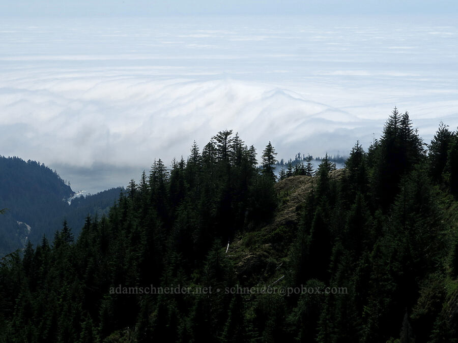 contours in the fog [Angora Peak Trail, Clatsop County, Oregon]