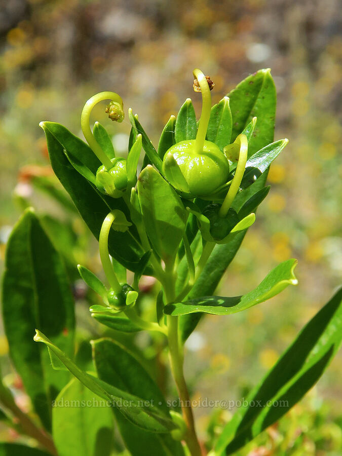 copper-bush, going to seed (Elliottia pyroliflora (Cladothamnus pyroliflorus)) [Angora Peak Trail, Clatsop County, Oregon]