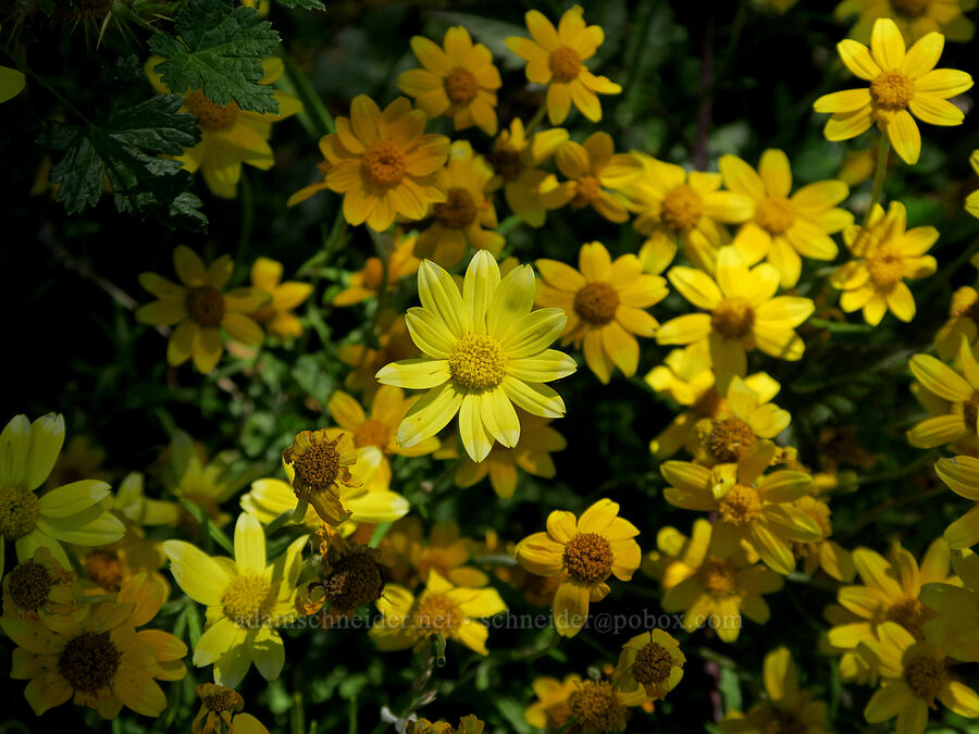 Oregon sunshine (Eriophyllum lanatum) [Angora Peak Trail, Clatsop County, Oregon]