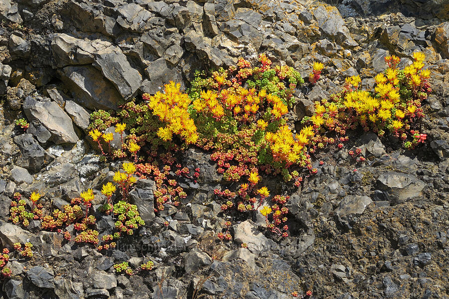 Oregon stonecrop (Sedum oreganum) [Angora Peak Trail, Clatsop County, Oregon]