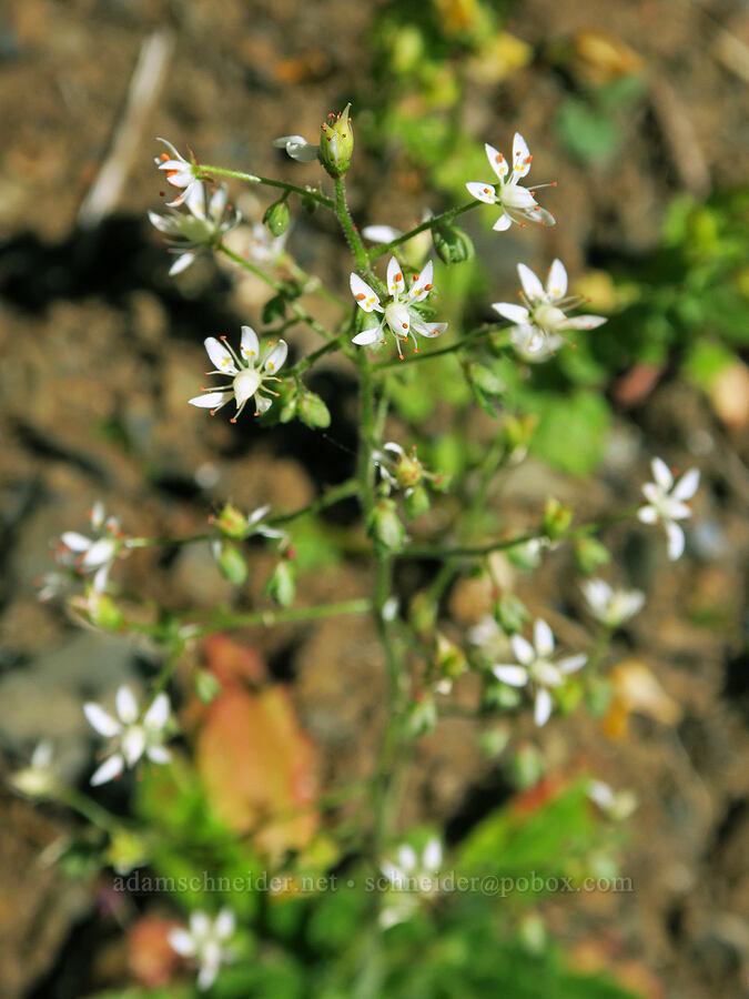 rusty saxifrage (Micranthes ferruginea (Saxifraga ferruginea)) [Angora Peak Trail, Clatsop County, Oregon]