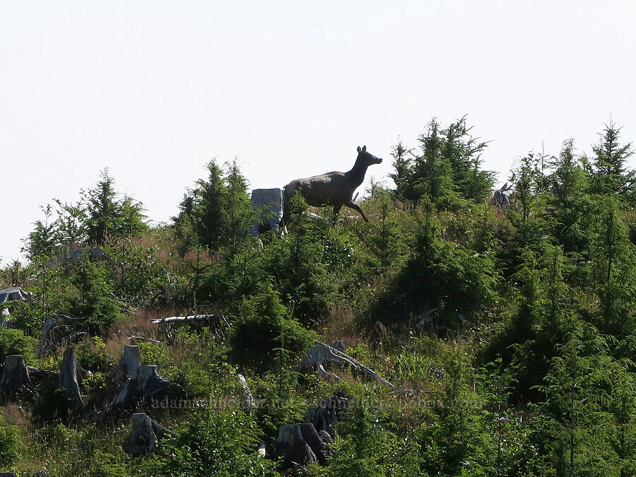 Roosevelt elk (Cervus canadensis roosevelti) [Angora Peak Trail, Clatsop County, Oregon]