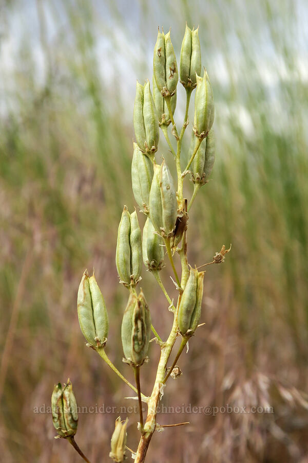 death-camas, going to seed (Toxicoscordion paniculatum (Zigadenus paniculatus)) [Fort Rock State Natural Area, Lake County, Oregon]