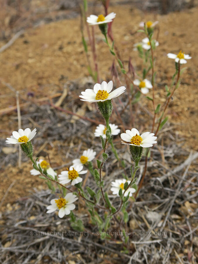 white tidy-tips (Layia glandulosa) [Fort Rock State Natural Area, Lake County, Oregon]