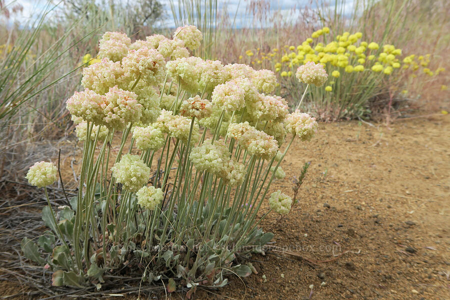 cushion buckwheat (Eriogonum ovalifolium var. purpureum) [Fort Rock State Natural Area, Lake County, Oregon]