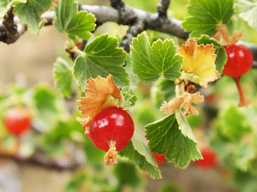 wax currant berries (Ribes cereum) [Fort Rock State Natural Area, Lake County, Oregon]