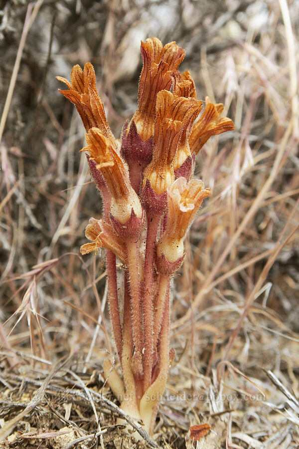clustered broomrape (Aphyllon fasciculatum (Orobanche fasciculata)) [Fort Rock State Natural Area, Lake County, Oregon]