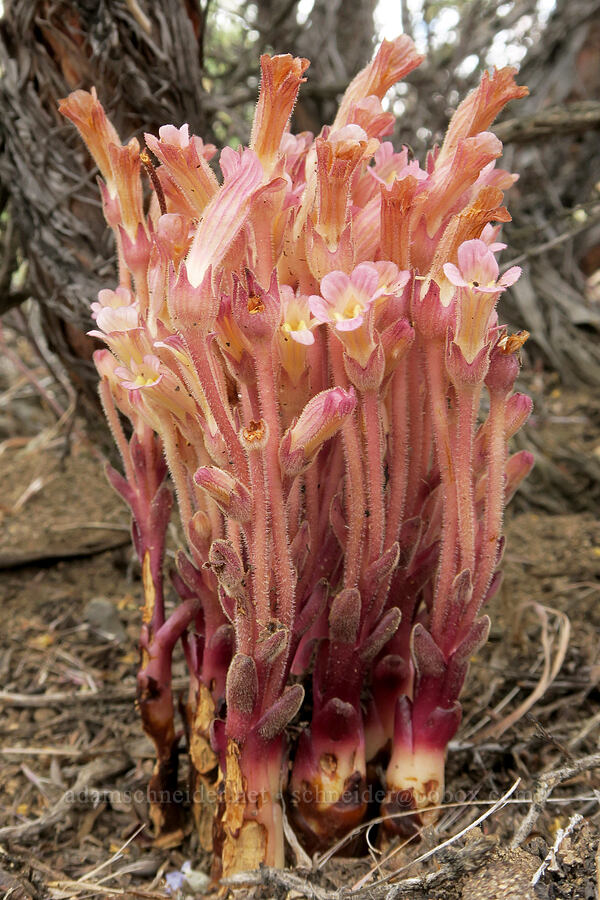 clustered broomrape (Aphyllon fasciculatum (Orobanche fasciculata)) [Fort Rock State Natural Area, Lake County, Oregon]