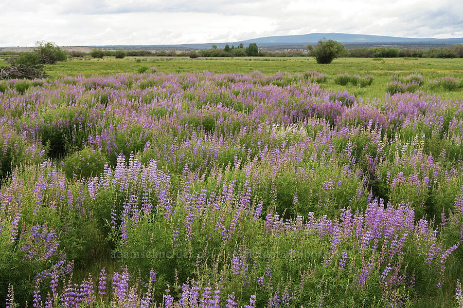 silvery lupines (Lupinus argenteus) [Pitcher Road, Lake County, Oregon]