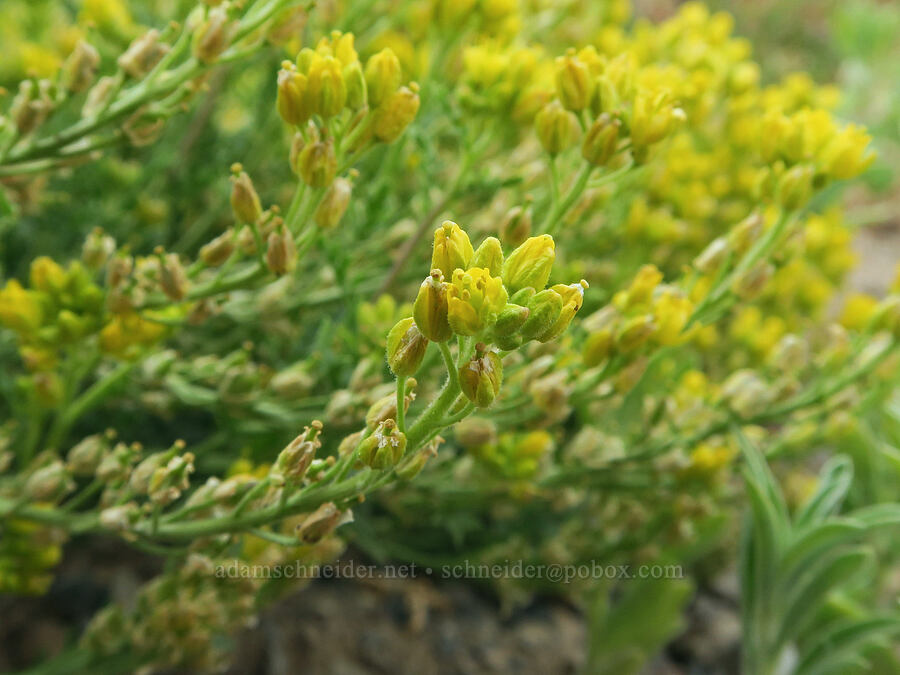 Columbia yellow-cress (Rorippa columbiae (Rorippa calycina var. columbiae)) [Pitcher Road, Lake County, Oregon]