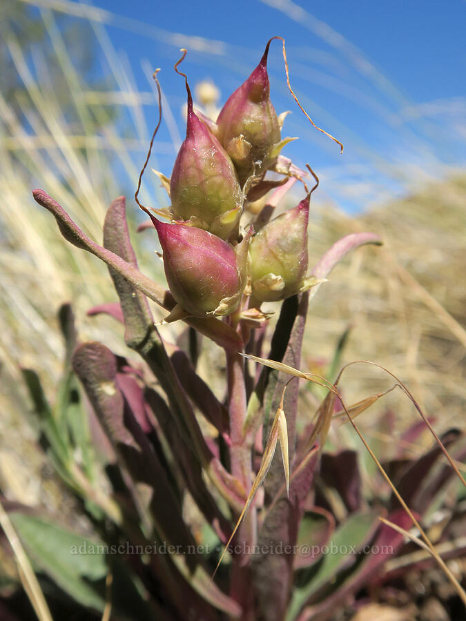 showy penstemon, going to seed (Penstemon speciosus) [DeGarmo Canyon, Hart Mountain National Antelope Refuge, Lake County, Oregon]