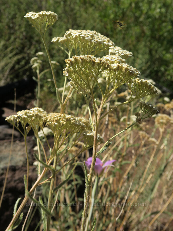 yarrow (Achillea millefolium) [DeGarmo Canyon, Hart Mountain National Antelope Refuge, Lake County, Oregon]