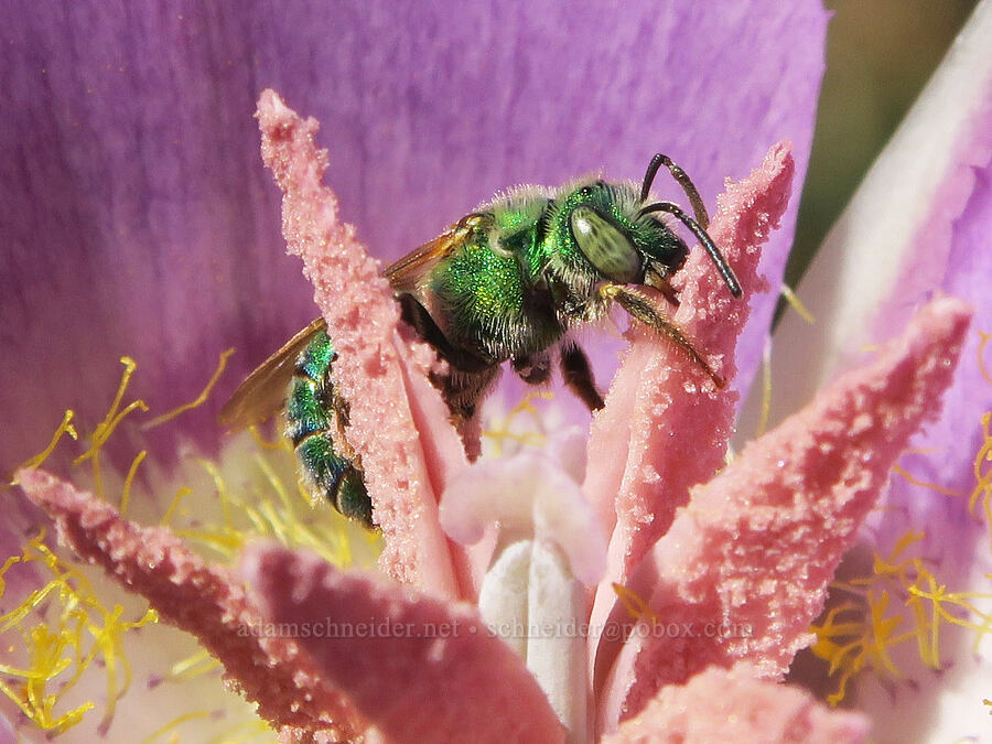 metallic green sweat bee on a sagebrush mariposa lily (Agapostemon sp., Calochortus macrocarpus) [DeGarmo Canyon, Hart Mountain National Antelope Refuge, Lake County, Oregon]