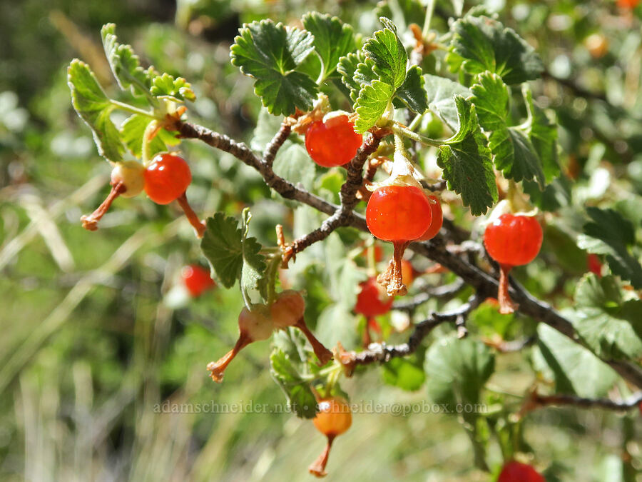 wax currant berries (Ribes cereum) [DeGarmo Canyon, Hart Mountain National Antelope Refuge, Lake County, Oregon]