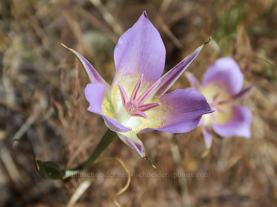 sagebrush mariposa lilies (Calochortus macrocarpus) [DeGarmo Canyon, Hart Mountain National Antelope Refuge, Lake County, Oregon]