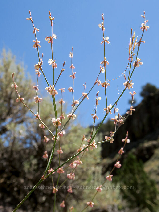 wicker-stem buckwheat (broom buckwheat) (Eriogonum vimineum) [DeGarmo Canyon, Hart Mountain National Antelope Refuge, Lake County, Oregon]