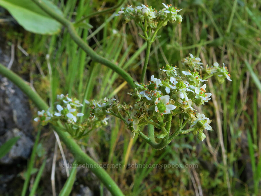 Oregon saxifrage (Micranthes oregana (Saxifraga oregana)) [DeGarmo Canyon, Hart Mountain National Antelope Refuge, Lake County, Oregon]