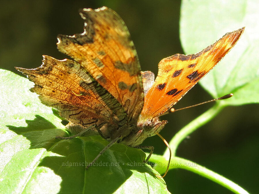 hoary comma butterfly (Polygonia gracilis) [DeGarmo Canyon, Hart Mountain National Antelope Refuge, Lake County, Oregon]