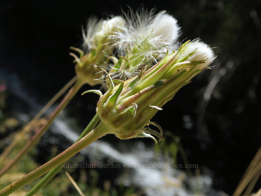 agoseris, gone to seed (Agoseris sp.) [DeGarmo Canyon, Hart Mountain National Antelope Refuge, Lake County, Oregon]
