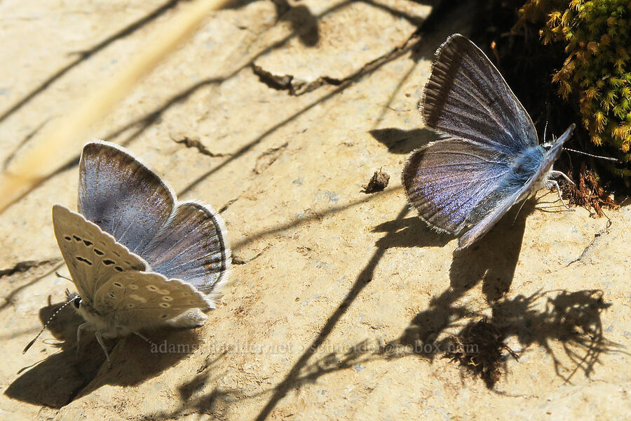 Boisduval's blue butterflies (Icaricia icarioides (Plebejus icarioides)) [DeGarmo Canyon, Hart Mountain National Antelope Refuge, Lake County, Oregon]