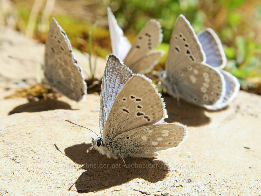 Boisduval's blue butterflies (Icaricia icarioides (Plebejus icarioides)) [DeGarmo Canyon, Hart Mountain National Antelope Refuge, Lake County, Oregon]