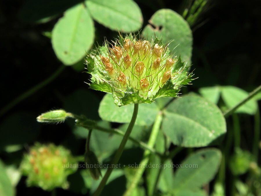 cup clover (Trifolium cyathiferum) [DeGarmo Canyon, Hart Mountain National Antelope Refuge, Lake County, Oregon]