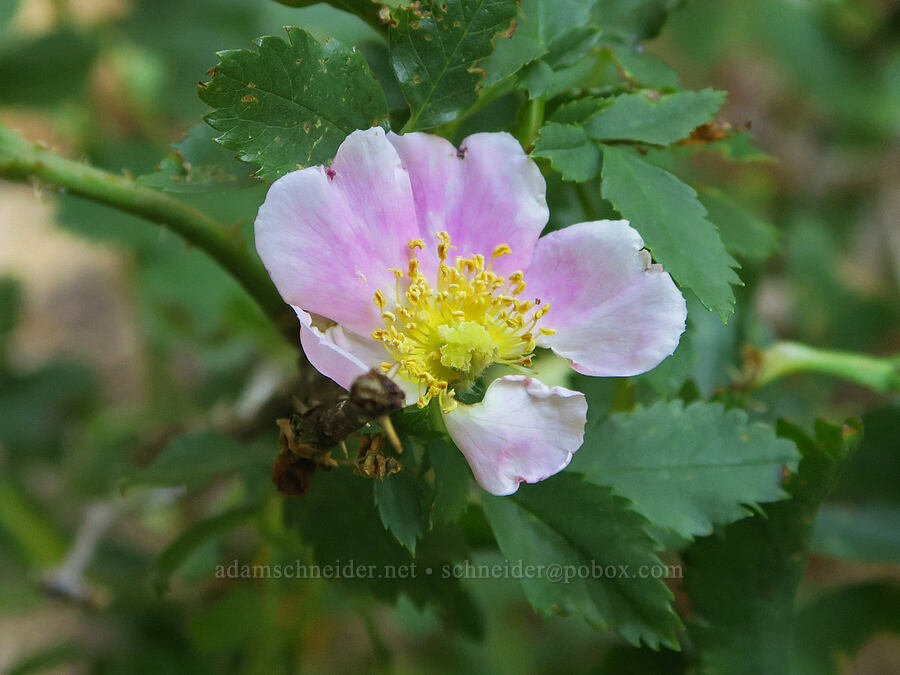 Woods' rose (Rosa woodsii var. ultramontana) [DeGarmo Canyon, Hart Mountain National Antelope Refuge, Lake County, Oregon]