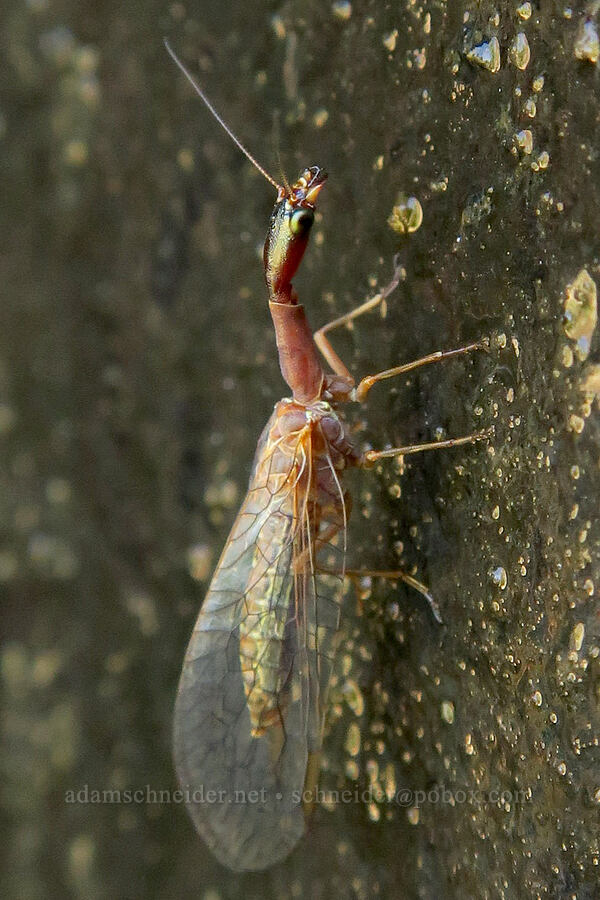 snakefly (Agulla sp.) [DeGarmo Canyon, Hart Mountain National Antelope Refuge, Lake County, Oregon]