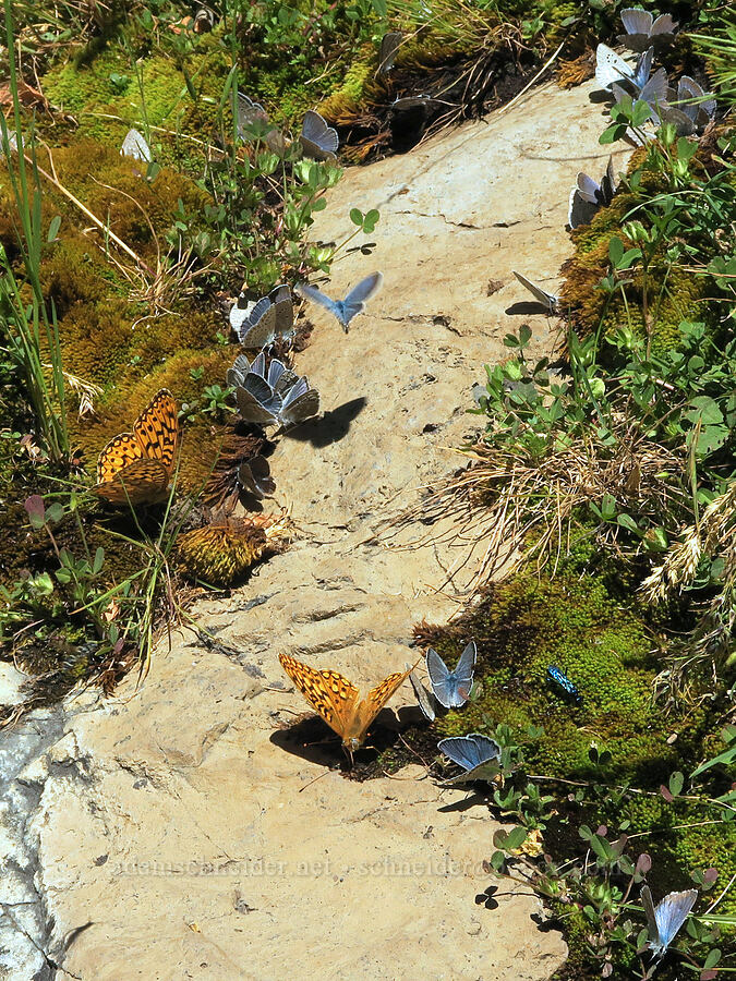 butterflies [DeGarmo Canyon, Hart Mountain National Antelope Refuge, Lake County, Oregon]