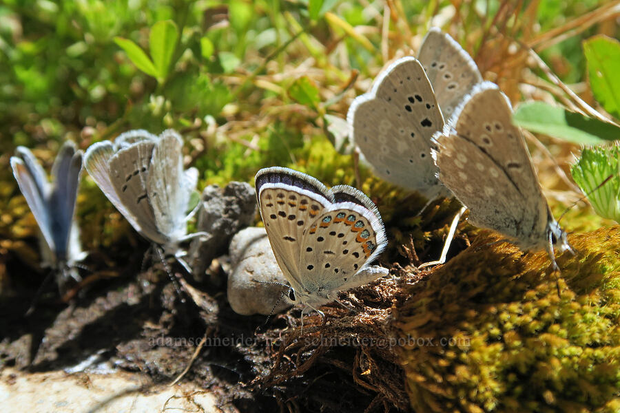 Melissa blue & Boisduval's blue butterflies (Plebejus melissa, Icaricia icarioides (Plebejus icarioides)) [DeGarmo Canyon, Hart Mountain National Antelope Refuge, Lake County, Oregon]