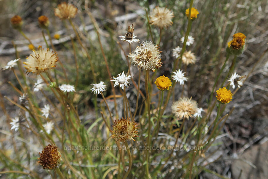 desert yellow fleabane, going to seed (Erigeron linearis) [DeGarmo Canyon, Hart Mountain National Antelope Refuge, Lake County, Oregon]